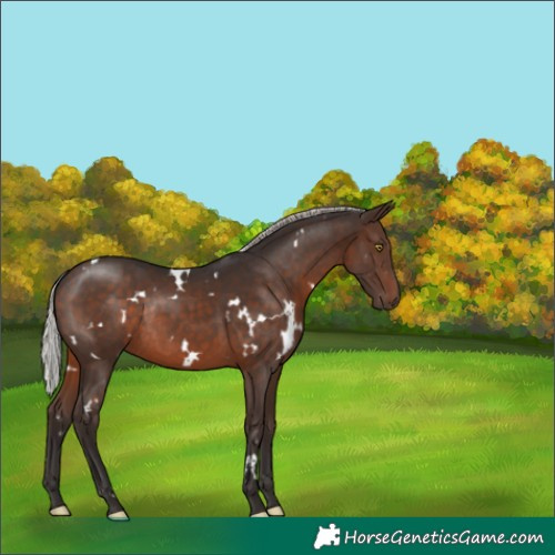Horse Color:White Spotted Silver Brown Rabicano 