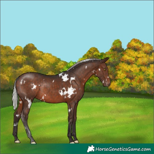 Horse Color:White Spotted Silver Brown Rabicano 