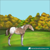 Horse Color:White Spotted Bay Dun Splash Tobiano Appaloosa Rabicano 
