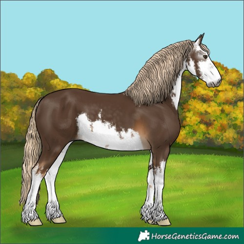 Horse Color:Gray White Spotted Chocolate Palomino