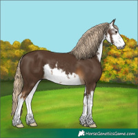Horse Color:Gray White Spotted Chocolate Palomino 