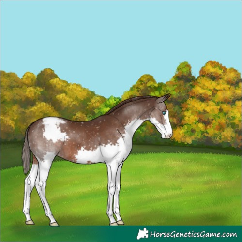 Horse Color:Liver Chestnut Splash Appaloosa 