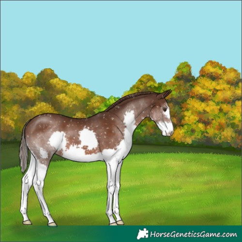 Horse Color:Liver Chestnut Splash Snowflake Varnish