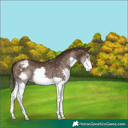 Horse Color:Liver Chestnut Splash Appaloosa 