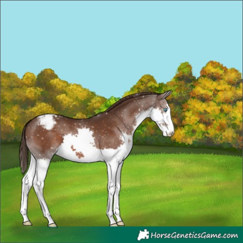 Horse Color:Liver Chestnut Splash Appaloosa 