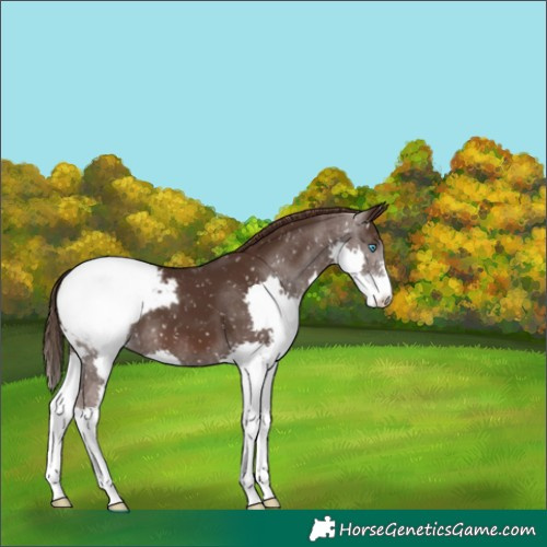 Horse Color:Liver Chestnut Splash Snowcap 