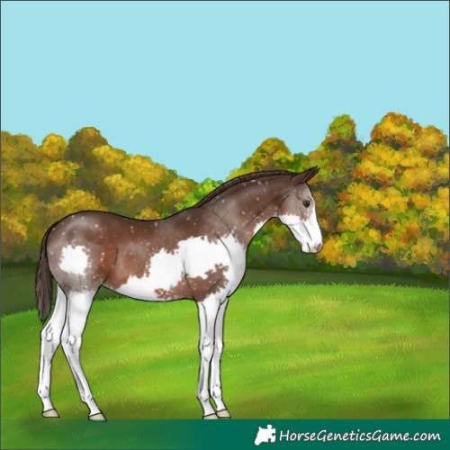 Horse Color:Liver Chestnut Splash Snowflake Varnish