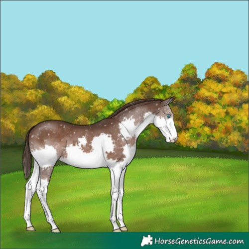 Horse Color:Liver Chestnut Splash Appaloosa 