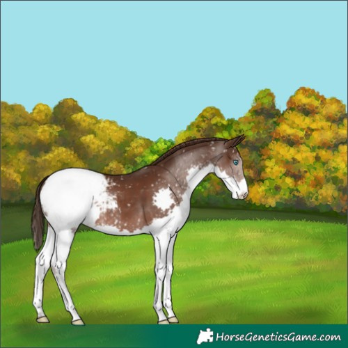 Horse Color:Liver Chestnut Splash Appaloosa 