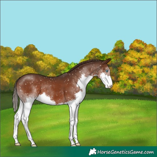 Horse Color:Liver Chestnut Splash Snowflake Varnish