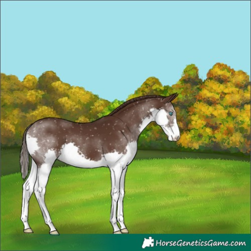 Horse Color:Liver Chestnut Splash Appaloosa
