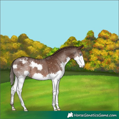 Horse Color:Liver Chestnut Splash Appaloosa 