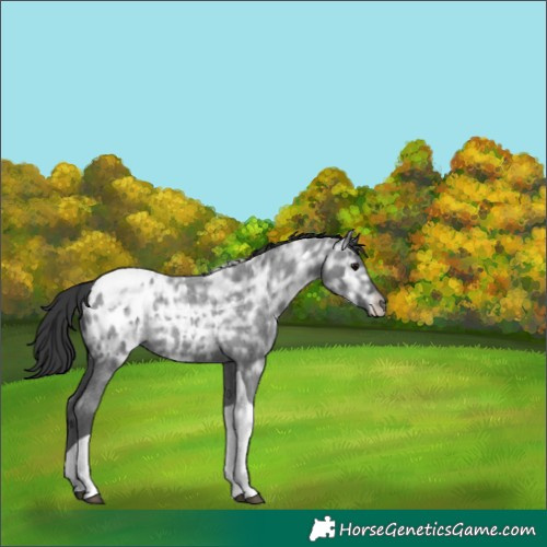 Horse Color:Blue Ice Roan Tobiano Blanket Rabicano 