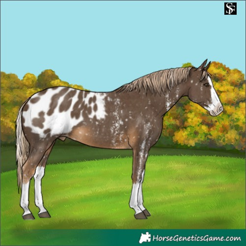 Horse Color:Chocolate Palomino Sabino Splash Blanket 