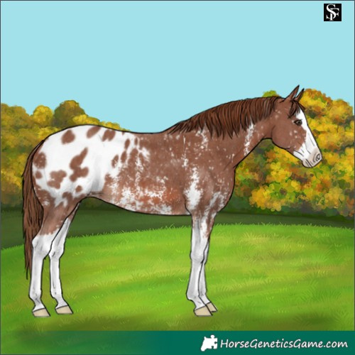 Horse Color:Chestnut Sabino Splash Appaloosa 