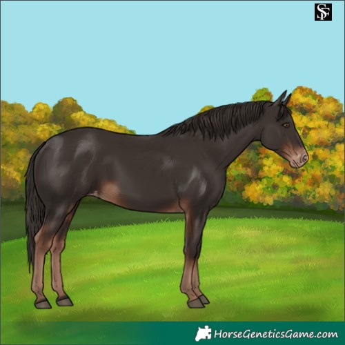 Horse Color:Liver Chestnut Appaloosa 