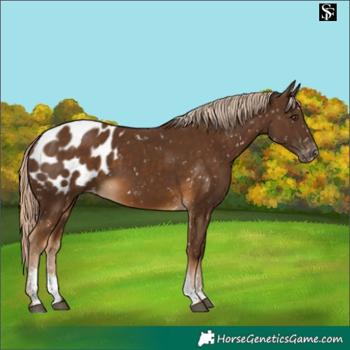 Horse Color:Chocolate Palomino Sabino Blanket 