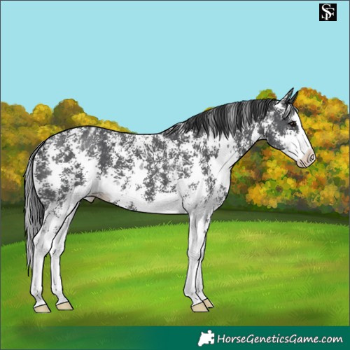 Horse Color:Black Sabino Splash Appaloosa 