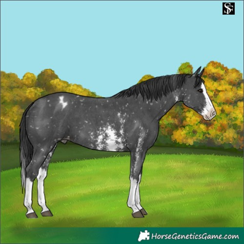 Horse Color:Black Sabino Splash Appaloosa 