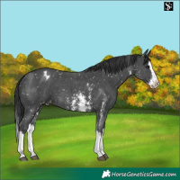 Horse Color:Black Sabino Splash Appaloosa 