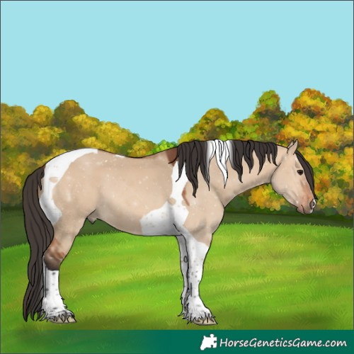 Horse Color:Unknown 