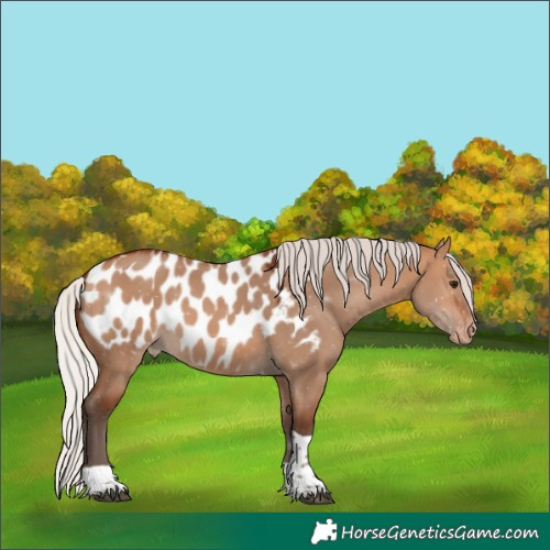 Horse Color:Silver Bay Dun Sabino Tobiano Appaloosa Rabicano 