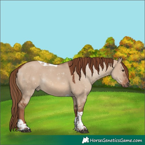 Horse Color:Red Dun Tobiano