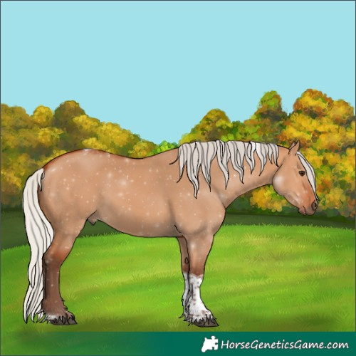 Horse Color:Unknown 