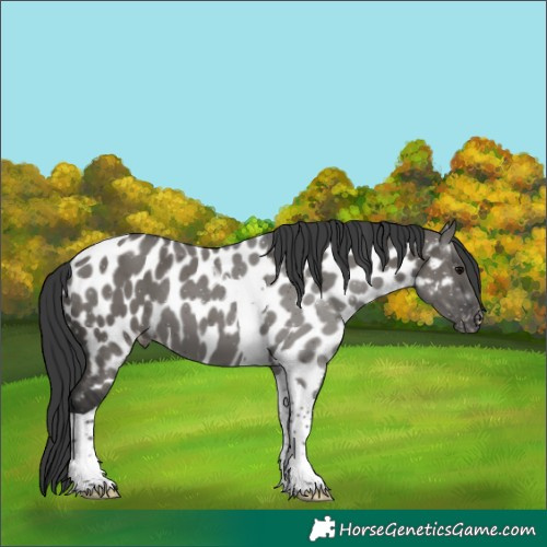 Horse Color:Grullo Tobiano Near Leopard 