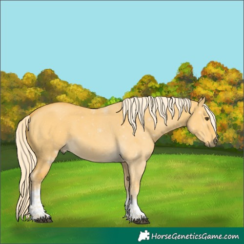 Horse Color:Unknown 