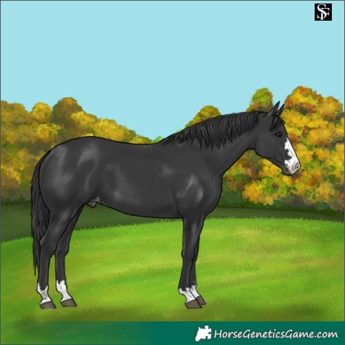 Horse Color:Black Appaloosa 