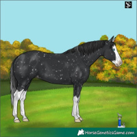 Horse Color:Black Splash Appaloosa 
