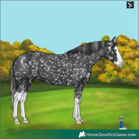 Horse Color:Black Splash Appaloosa