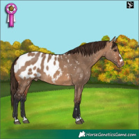 Horse Color:Bay Dun Appaloosa 