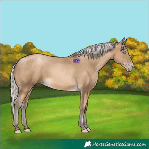 Horse Color:Gray Silver Buckskin Pearl