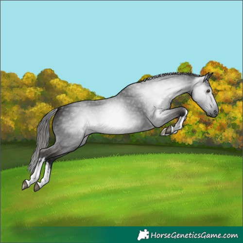 Horse Color:Gray White Spotted Liver Chestnut 