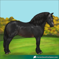 Horse Color:Gray White Spotted Brown