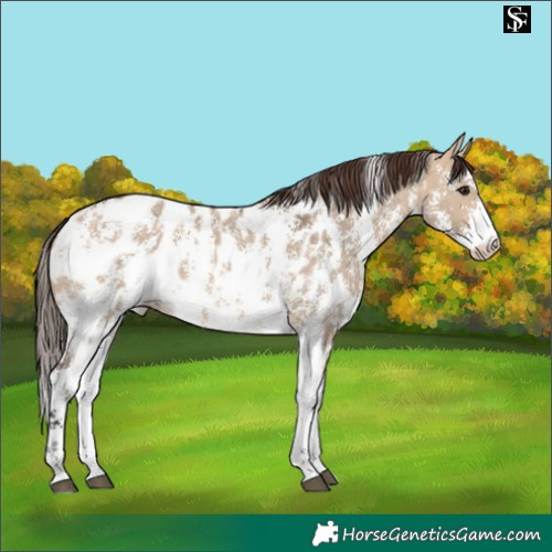 Horse Color:Bay Dun Sabino Appaloosa 