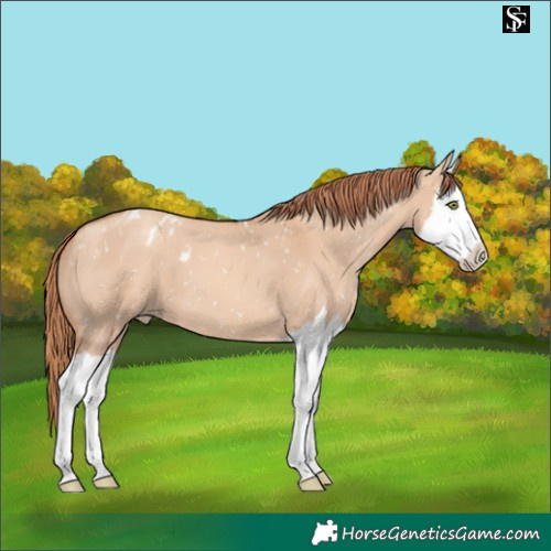 Horse Color:Gold Champagne Dun Splash Appaloosa 