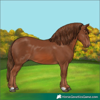 Horse Color:Chestnut 
