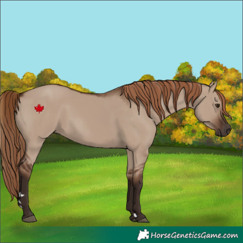 Horse Color:Liver Red Dun
