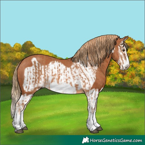 Horse Color:Chestnut Splash Frame  and Chestnut Splash Frame Rabicano 