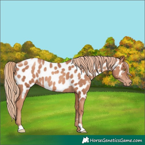 Horse Color:Gold Champagne Appaloosa