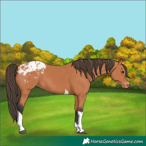 Horse Color:Bay Tobiano Appaloosa 