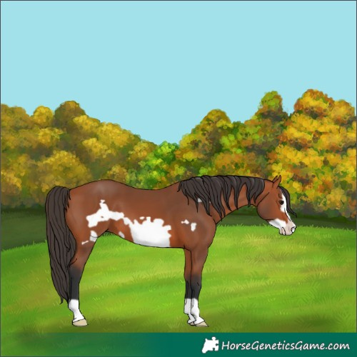 Horse Color:Bay Frame