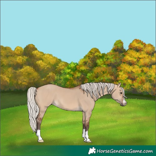 Horse Color:Silver Brown Dun 