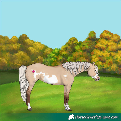 Horse Color:Silver Bay Dun Frame 