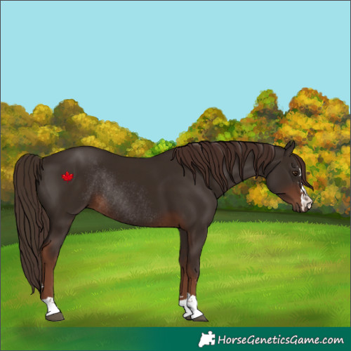 Horse Color:Liver Chestnut Rabicano 