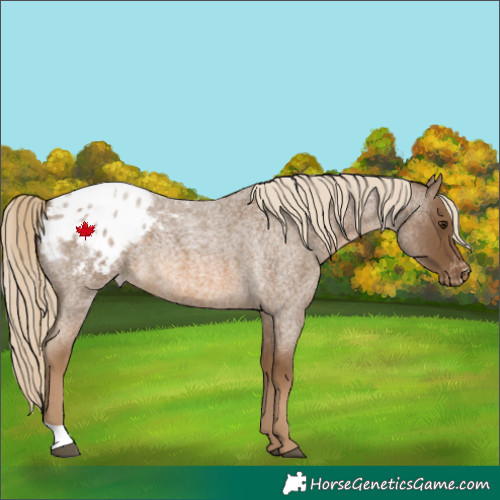 Horse Color:Chocolate Palomino Roan Blanket 