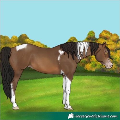 Horse Color:Gray Amber Champagne Tobiano Frame